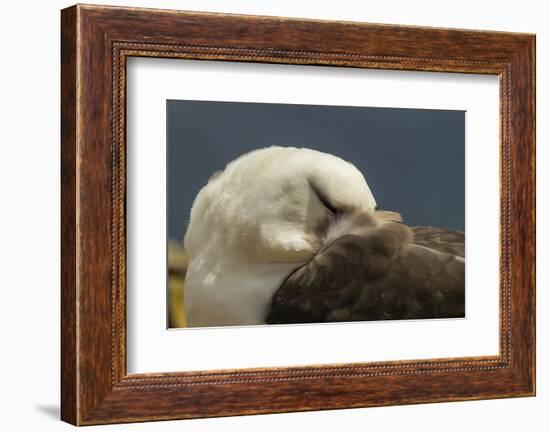 Falkland Islands, Saunders Island. Black-Browed Albatross Resting-Cathy & Gordon Illg-Framed Photographic Print