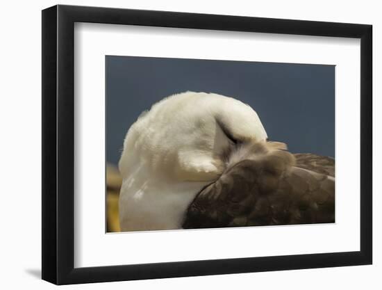 Falkland Islands, Saunders Island. Black-Browed Albatross Resting-Cathy & Gordon Illg-Framed Photographic Print