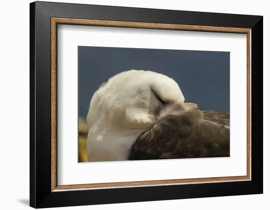 Falkland Islands, Saunders Island. Black-Browed Albatross Resting-Cathy & Gordon Illg-Framed Photographic Print