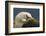 Falkland Islands, Saunders Island. Black-Browed Albatross Resting-Cathy & Gordon Illg-Framed Photographic Print