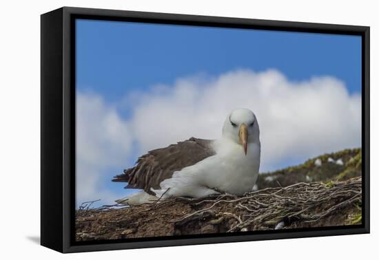 Falkland Islands, Saunders Island. Black-Browed Albatross Resting-Cathy & Gordon Illg-Framed Premier Image Canvas