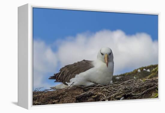 Falkland Islands, Saunders Island. Black-Browed Albatross Resting-Cathy & Gordon Illg-Framed Premier Image Canvas