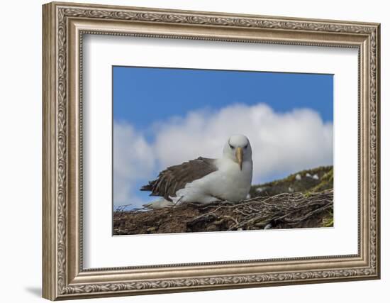 Falkland Islands, Saunders Island. Black-Browed Albatross Resting-Cathy & Gordon Illg-Framed Photographic Print