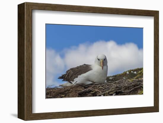 Falkland Islands, Saunders Island. Black-Browed Albatross Resting-Cathy & Gordon Illg-Framed Photographic Print