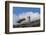 Falkland Islands, Saunders Island. Black-Browed Albatross Resting-Cathy & Gordon Illg-Framed Photographic Print