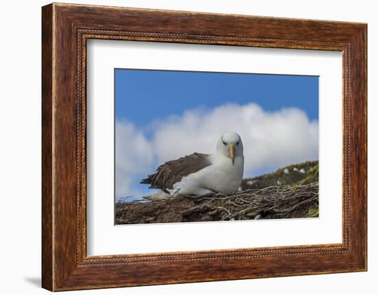 Falkland Islands, Saunders Island. Black-Browed Albatross Resting-Cathy & Gordon Illg-Framed Photographic Print