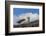 Falkland Islands, Saunders Island. Black-Browed Albatross Resting-Cathy & Gordon Illg-Framed Photographic Print