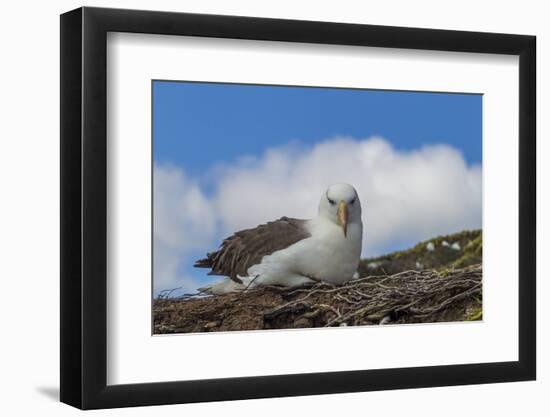 Falkland Islands, Saunders Island. Black-Browed Albatross Resting-Cathy & Gordon Illg-Framed Photographic Print