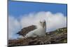 Falkland Islands, Saunders Island. Black-Browed Albatross Resting-Cathy & Gordon Illg-Mounted Photographic Print