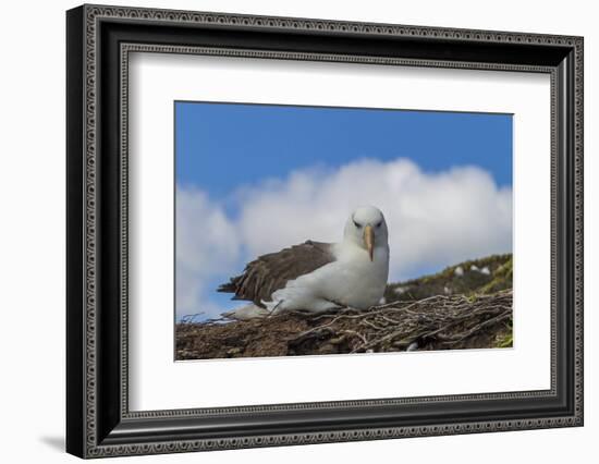 Falkland Islands, Saunders Island. Black-Browed Albatross Resting-Cathy & Gordon Illg-Framed Photographic Print