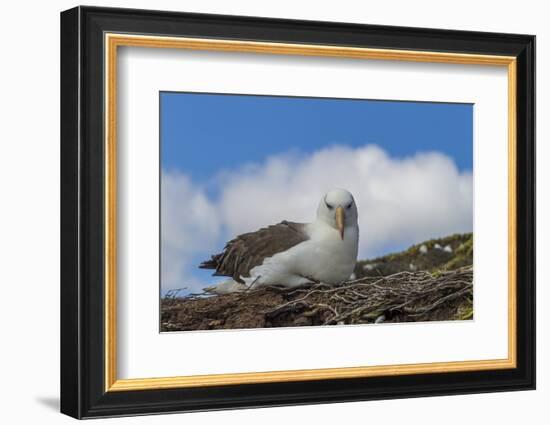 Falkland Islands, Saunders Island. Black-Browed Albatross Resting-Cathy & Gordon Illg-Framed Photographic Print