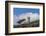 Falkland Islands, Saunders Island. Black-Browed Albatross Resting-Cathy & Gordon Illg-Framed Photographic Print