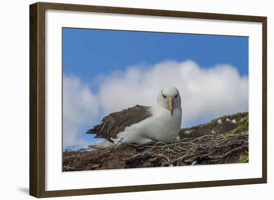 Falkland Islands, Saunders Island. Black-Browed Albatross Resting-Cathy & Gordon Illg-Framed Photographic Print