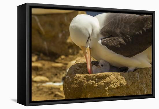 Falkland Islands, Saunders Island. Black-Browed Albatross with Chick-Cathy & Gordon Illg-Framed Premier Image Canvas