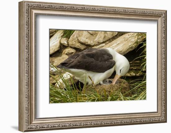 Falkland Islands, Saunders Island. Black-Browed Albatross with Chick-Cathy & Gordon Illg-Framed Photographic Print