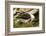 Falkland Islands, Saunders Island. Black-Browed Albatross with Chick-Cathy & Gordon Illg-Framed Photographic Print