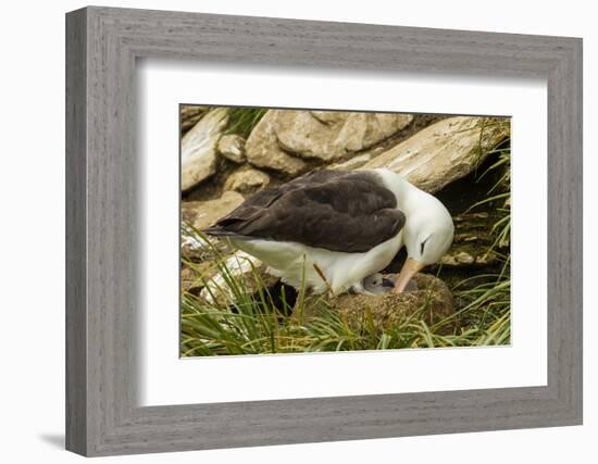 Falkland Islands, Saunders Island. Black-Browed Albatross with Chick-Cathy & Gordon Illg-Framed Photographic Print