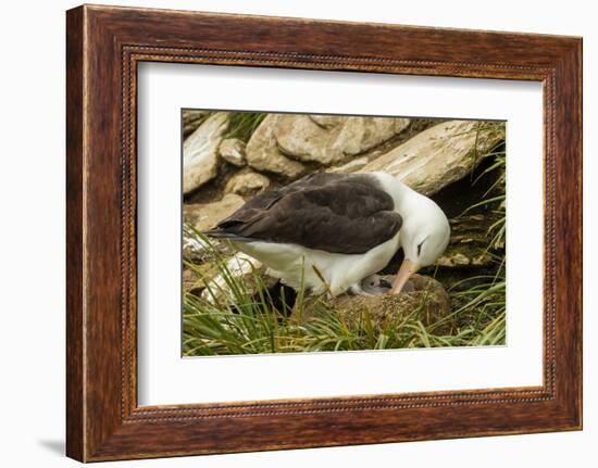 Falkland Islands, Saunders Island. Black-Browed Albatross with Chick-Cathy & Gordon Illg-Framed Photographic Print