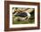 Falkland Islands, Saunders Island. Black-Browed Albatross with Chick-Cathy & Gordon Illg-Framed Photographic Print