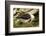 Falkland Islands, Saunders Island. Black-Browed Albatross with Chick-Cathy & Gordon Illg-Framed Photographic Print