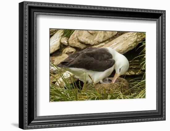 Falkland Islands, Saunders Island. Black-Browed Albatross with Chick-Cathy & Gordon Illg-Framed Photographic Print