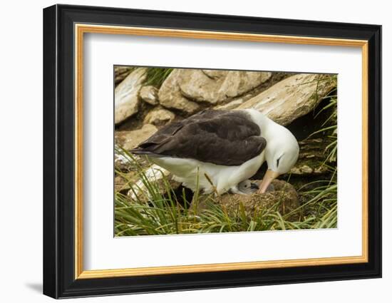 Falkland Islands, Saunders Island. Black-Browed Albatross with Chick-Cathy & Gordon Illg-Framed Photographic Print