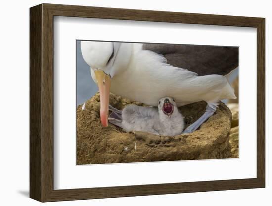 Falkland Islands, Saunders Island. Black-Browed Albatross with Chick-Cathy & Gordon Illg-Framed Photographic Print