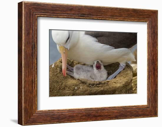 Falkland Islands, Saunders Island. Black-Browed Albatross with Chick-Cathy & Gordon Illg-Framed Photographic Print