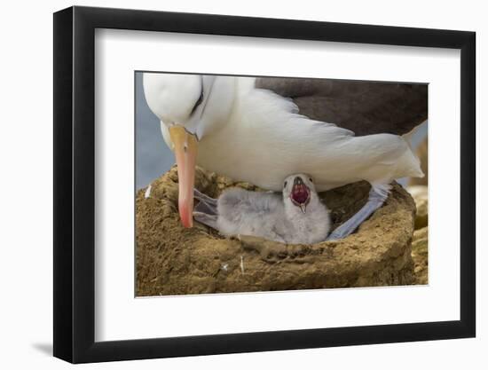 Falkland Islands, Saunders Island. Black-Browed Albatross with Chick-Cathy & Gordon Illg-Framed Photographic Print