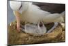 Falkland Islands, Saunders Island. Black-Browed Albatross with Chick-Cathy & Gordon Illg-Mounted Photographic Print