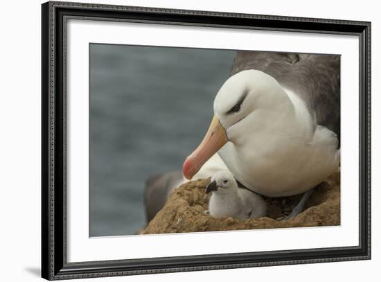 Falkland Islands, Saunders Island. Black-Browed Albatross with Chick-Cathy & Gordon Illg-Framed Photographic Print