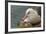 Falkland Islands, Saunders Island. Black-Browed Albatross with Chick-Cathy & Gordon Illg-Framed Photographic Print