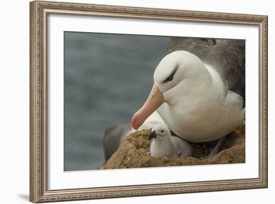 Falkland Islands, Saunders Island. Black-Browed Albatross with Chick-Cathy & Gordon Illg-Framed Photographic Print