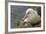 Falkland Islands, Saunders Island. Black-Browed Albatross with Chick-Cathy & Gordon Illg-Framed Photographic Print