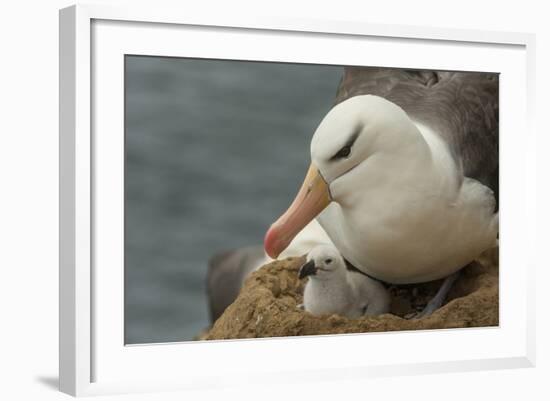 Falkland Islands, Saunders Island. Black-Browed Albatross with Chick-Cathy & Gordon Illg-Framed Photographic Print