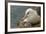 Falkland Islands, Saunders Island. Black-Browed Albatross with Chick-Cathy & Gordon Illg-Framed Photographic Print