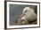 Falkland Islands, Saunders Island. Black-Browed Albatross with Chick-Cathy & Gordon Illg-Framed Photographic Print