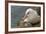 Falkland Islands, Saunders Island. Black-Browed Albatross with Chick-Cathy & Gordon Illg-Framed Photographic Print