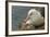 Falkland Islands, Saunders Island. Black-Browed Albatross with Chick-Cathy & Gordon Illg-Framed Photographic Print