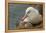 Falkland Islands, Saunders Island. Black-Browed Albatross with Chick-Cathy & Gordon Illg-Framed Premier Image Canvas