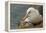 Falkland Islands, Saunders Island. Black-Browed Albatross with Chick-Cathy & Gordon Illg-Framed Premier Image Canvas