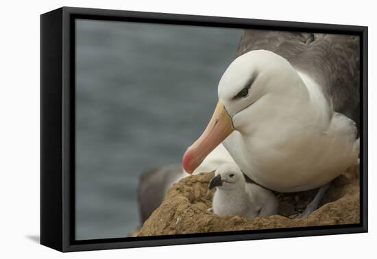 Falkland Islands, Saunders Island. Black-Browed Albatross with Chick-Cathy & Gordon Illg-Framed Premier Image Canvas