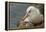 Falkland Islands, Saunders Island. Black-Browed Albatross with Chick-Cathy & Gordon Illg-Framed Premier Image Canvas