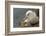 Falkland Islands, Saunders Island. Black-Browed Albatross with Chick-Cathy & Gordon Illg-Framed Photographic Print