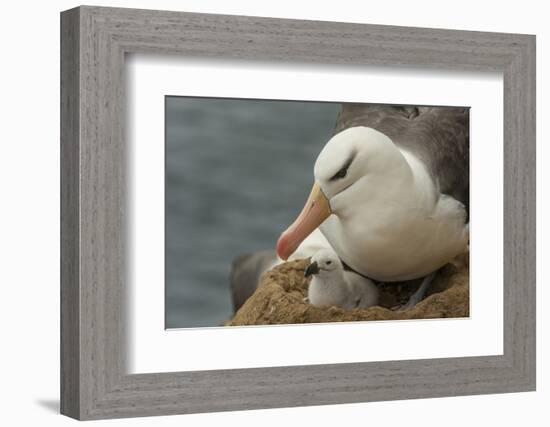 Falkland Islands, Saunders Island. Black-Browed Albatross with Chick-Cathy & Gordon Illg-Framed Photographic Print