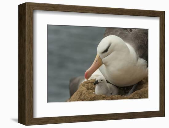 Falkland Islands, Saunders Island. Black-Browed Albatross with Chick-Cathy & Gordon Illg-Framed Photographic Print