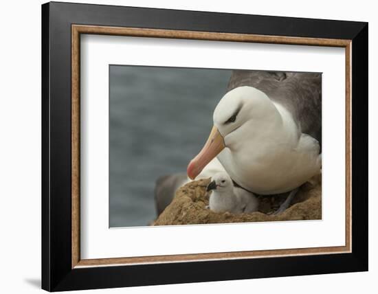 Falkland Islands, Saunders Island. Black-Browed Albatross with Chick-Cathy & Gordon Illg-Framed Photographic Print