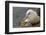 Falkland Islands, Saunders Island. Black-Browed Albatross with Chick-Cathy & Gordon Illg-Framed Photographic Print