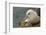 Falkland Islands, Saunders Island. Black-Browed Albatross with Chick-Cathy & Gordon Illg-Framed Photographic Print