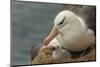 Falkland Islands, Saunders Island. Black-Browed Albatross with Chick-Cathy & Gordon Illg-Mounted Photographic Print